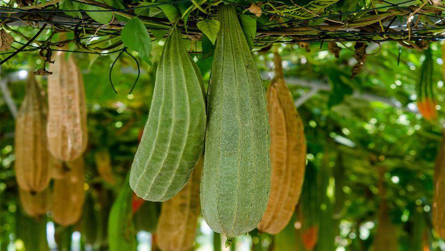 Spugna di luffa: natura sulla pelle - AZIENDA AGRICOLA GAIA